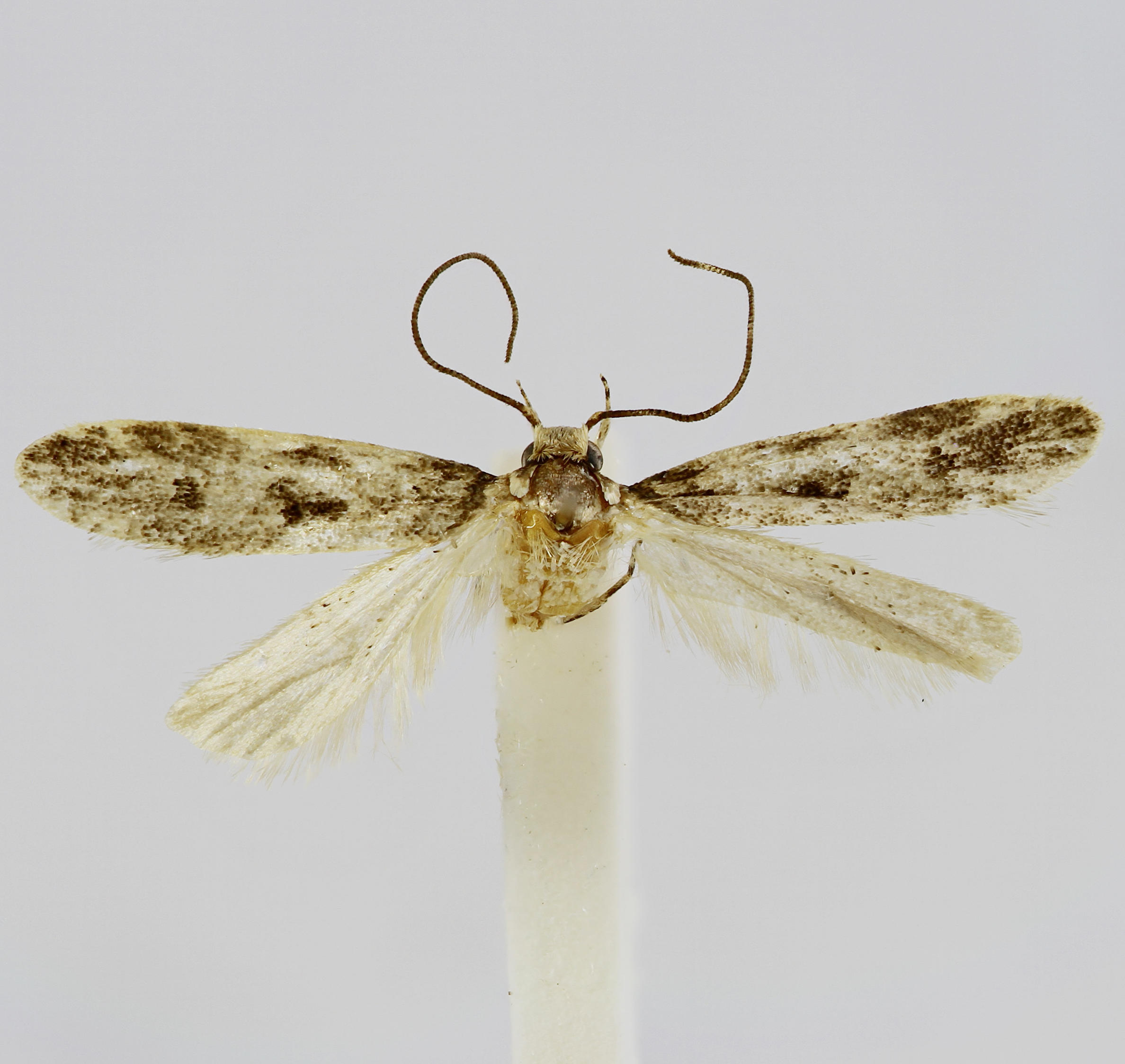 Galagete seymourensis Landry, 2002 in the Invertebrate Collection (ICCDRS 47144). Photo: ICCDRS Collection.